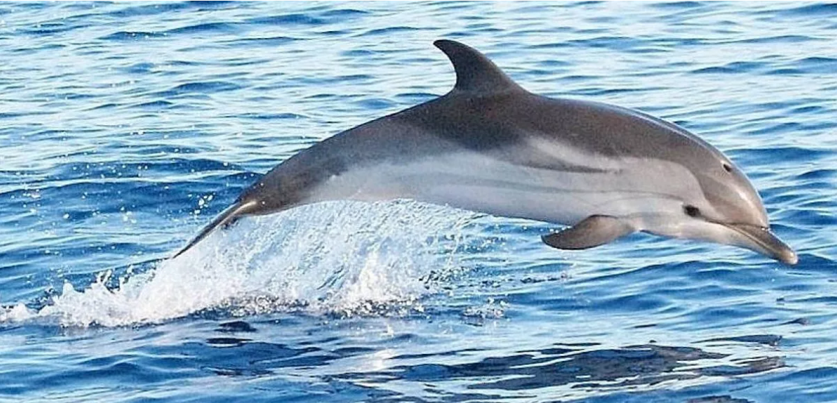 Dauphins & Chant harmonique : Au cœur des résonances cristallines