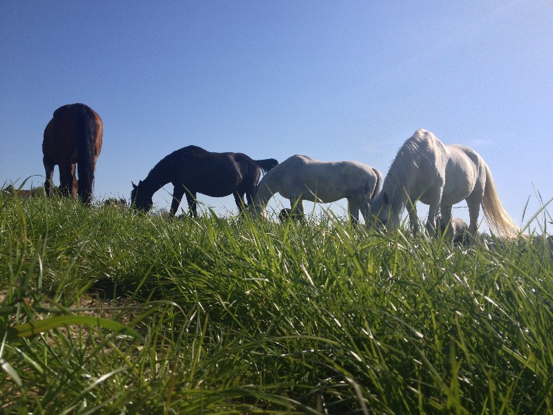 stage Des Chevaux et des Sons 